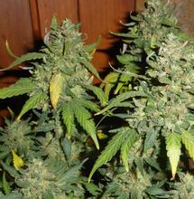 Consultation citoyenne sur le cannabis : les propositions de Soft Secrets France