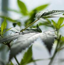 Costa Rica muy cerca de regular cáñamo y cannabis medicinal.