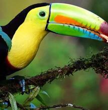 Costa Rica : légalisation du cannabis médical