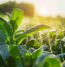 CBD: A Natural Insecticide for Sustainable Agriculture