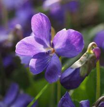 Découverte du phytocannabinoïde vodo-C1 dans une autre plante
