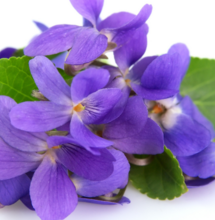 Phytocannabinoid vodo-C1 in einer anderen Pflanze entdeckt