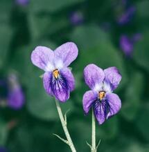 Ontdekking van fitocannabinoïde vodo-C1 in een andere plant