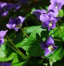 Phytocannabinoid vodo-C1 Discovered in Another Plant 