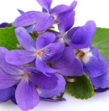 Descubren fitocannabinoide vodo-C1 en otra planta