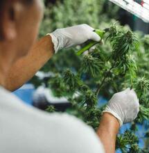 Super Cropping Cannabis