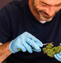 Trimming and Harvesting Cannabis Plants