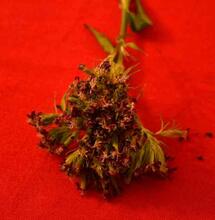 PGR Weed vs Sprayed Weed: Understanding the Difference