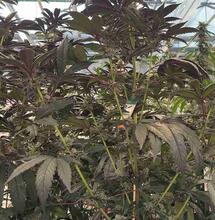 Grow report : Sour Strawberry