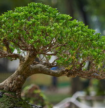 The Art of Canna Bonsai