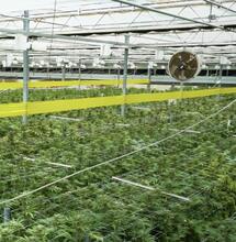  Soft Secrets Selection Juillet 2022