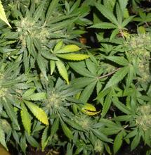 Maîtriser l’odeur du cannabis