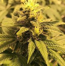 Préserver la diversité végétale : comment freiner l’érosion génétique