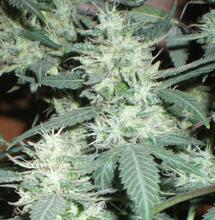 Le cannabis sur les réseaux sociaux 