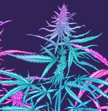 Soft Secrets Selection Novembre 2025