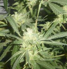 Étude : les consommateurs de cannabis seraient plus gentils et plus emphatiques