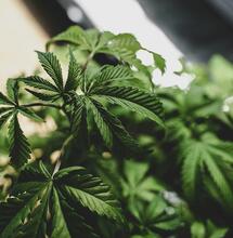 ¿Cómo y por qué agregar boro al cultivo de cannabis?