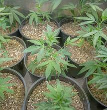 Factores claves en el cultivo de cannabis