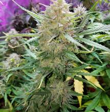 Cream Mandarine XL Auto