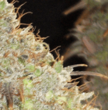 Critical Lemon - Variedad mayormente Indica