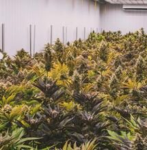 Crop Steering : les bons leviers pour guider ses cultures