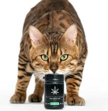 ¿Cuáles son los beneficios del CBD para gatos?