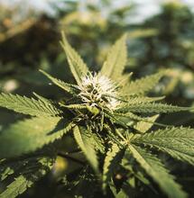 Cultiva en exterior de manera sencilla y exitosa