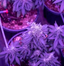 Led de vegetativo a floración