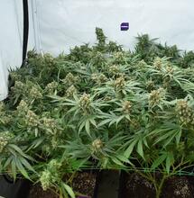 Cultiva marihuana de forma sostenible