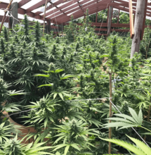 Marijuana’s Ideal Growing Environment