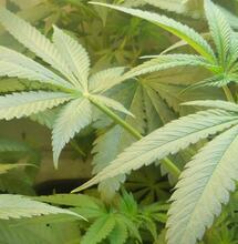 Le cannabis fait-il partie de la culture française ?