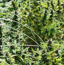 Culture extérieure en région lyonnaise : bonus photo