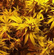 L'inflation nuit-elle à l'industrie du cannabis ?