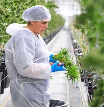 Un nouveau Comité scientifique sur le cannabis médical créé par l’ANSM