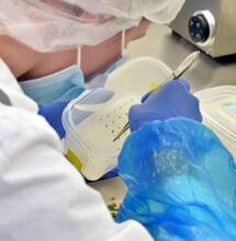 La culture tissulaire chez Flowery Field