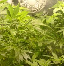 La culture indoor en été