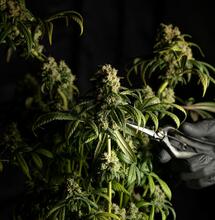 ¿Cuándo cosechar marihuana?
