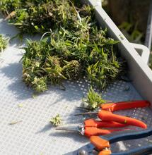 ¿Cuándo es el mejor momento para cosechar las plantas de Marihuana?