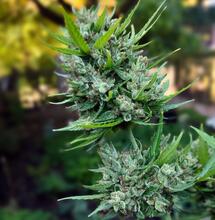 ¿Cuándo se Siembra la Marihuana? Guía Completa para España
