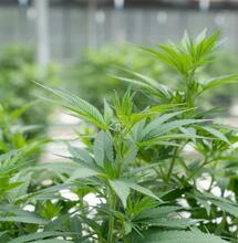 Cuántas plantas de marihuana puedo cultivar 