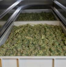 Cuánto cuesta un kilo de marihuana