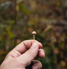 Czechia Legalizes Psilocybin for Medicinal Use