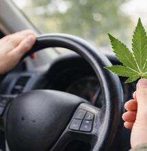 Czy marihuana wpływa na jazdę następnego dnia? Nowe badanie nie wykazało istotnych zaburzeń