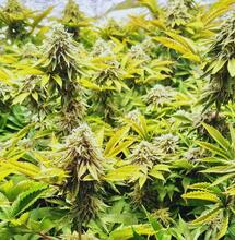 Czy rośliny wykorzystują zielone światło do fotosyntezy?