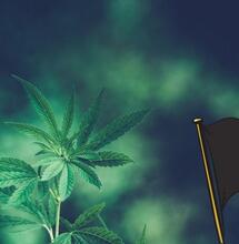 Czy w Belgii powstaną Coffee Shopy?