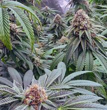 Czym są kwasy humusowe?