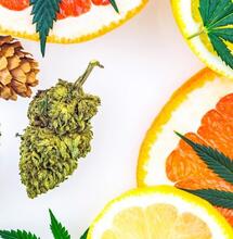 Czym są terpeny?
