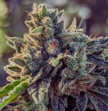 Czynniki, które wpływają na płeć konopi