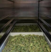 Cómo Cosechar, Secar y Conservar tu Marihuana: Guía Completa