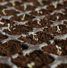 ¿Cómo Germinar una Semilla de Marihuana?